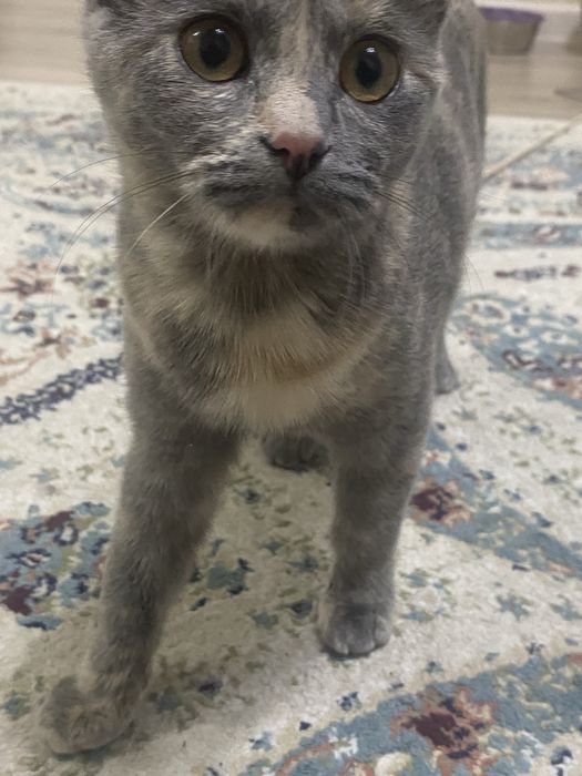 Отдам в добрые руки