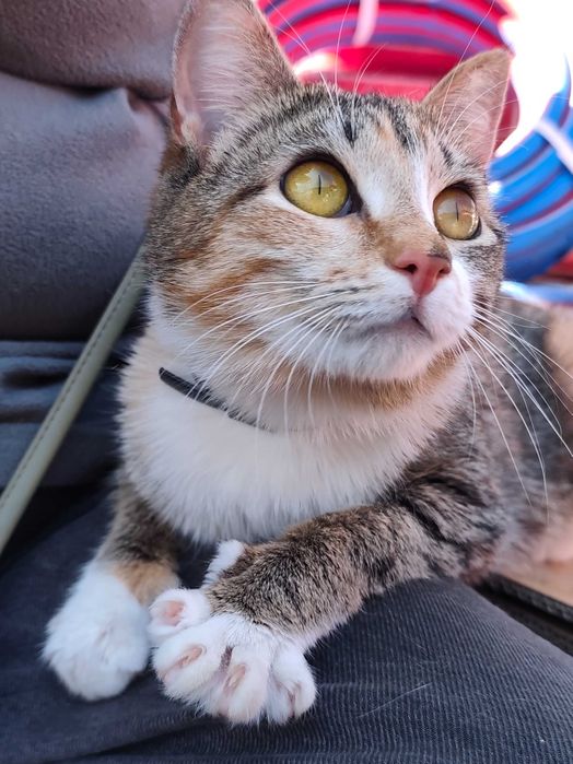 Кошечка молоденькая очень ласковая ищет дом