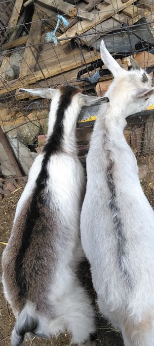 Vând iezi alpini   tel de contact  0766447723