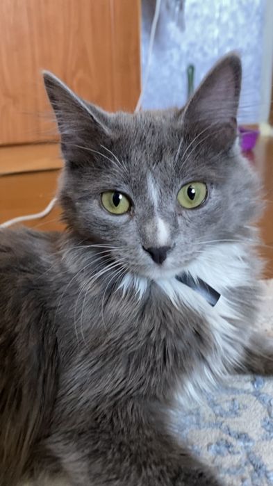 Отдам котенка в добрые руки