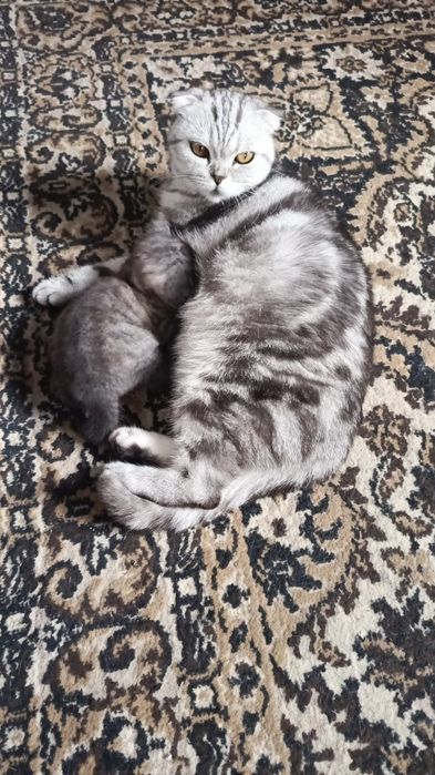 Продам шотландского котёнка