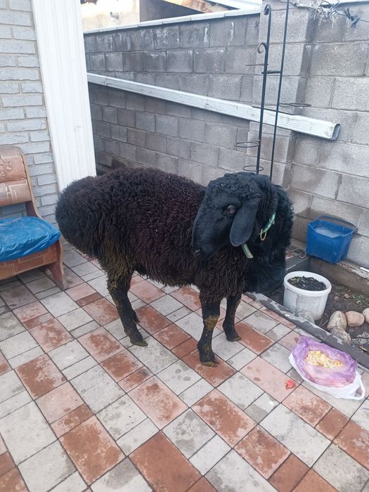 Продам кошкар гисар на племя