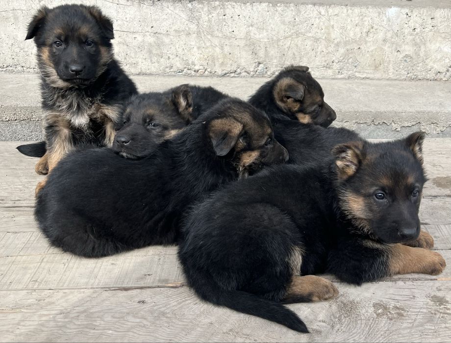 Немецкая овчарка