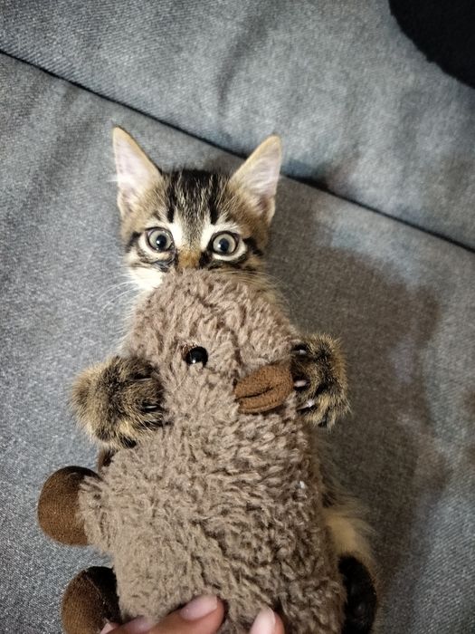 котята породистые