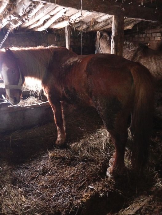 Жылқы ,арба шанаға жүреді