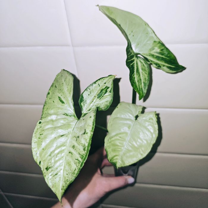 Сингониумы Syngonium