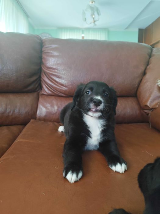 Подаряват се на грижовни стопани!