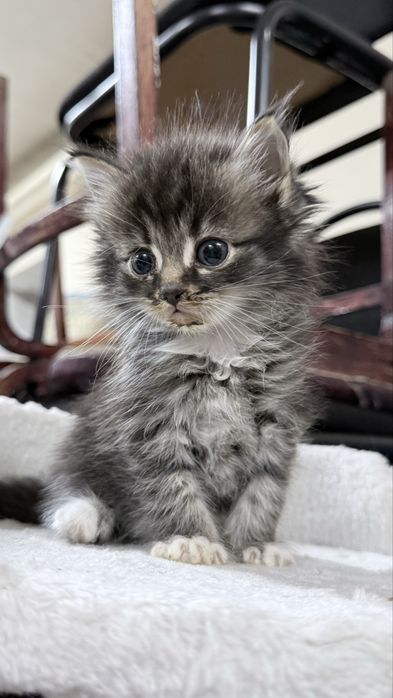 Котенок в добрые руки