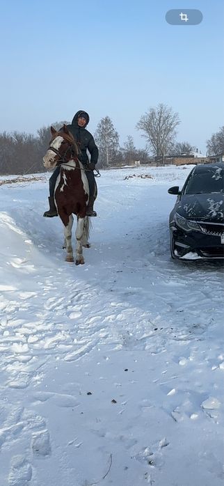 Мощный Айгыр Жеребец