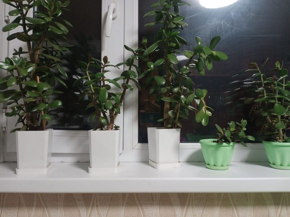 Крассула (денежное дерево)