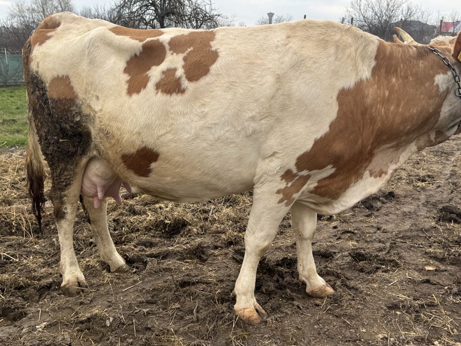 Vând vacă de 5 ani gestantă de 2 luni cu belgian