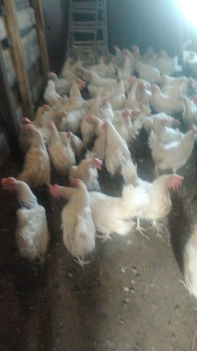 Продаю курочек несушек.