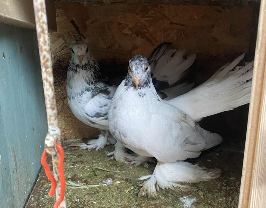 Iepuri porumbei de vânzare