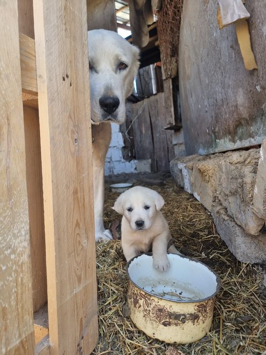 Обмен шенят Алабая срочно
