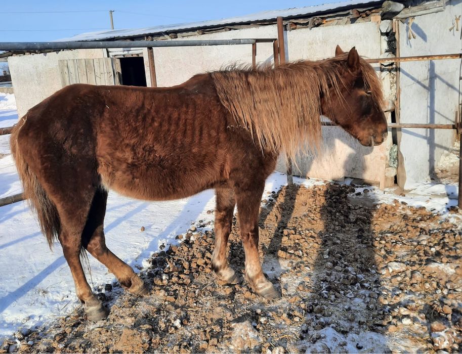 5 голов. По 650.
