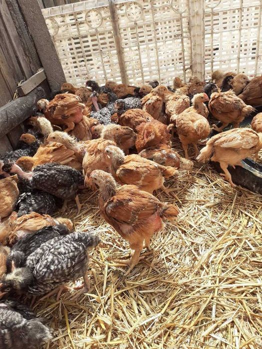 Ferma pui rasa mixta pui alb