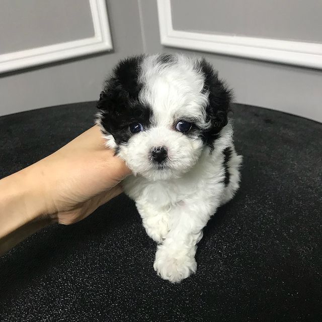 Caniche poodle mini toy alb negru