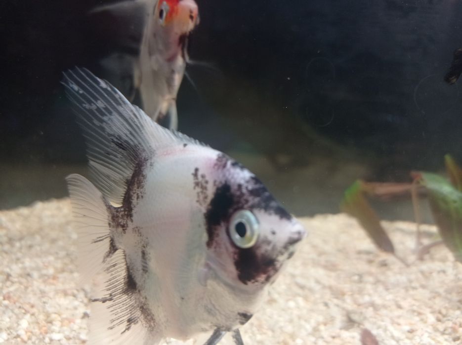 Скалярий кои пара