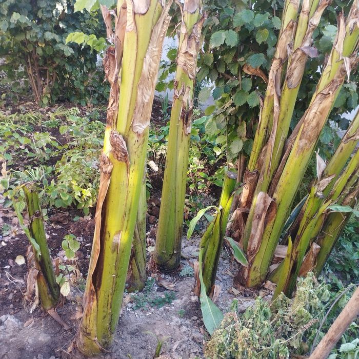 Банан ку́чатлари екишга таёр холатда срочная сотилади