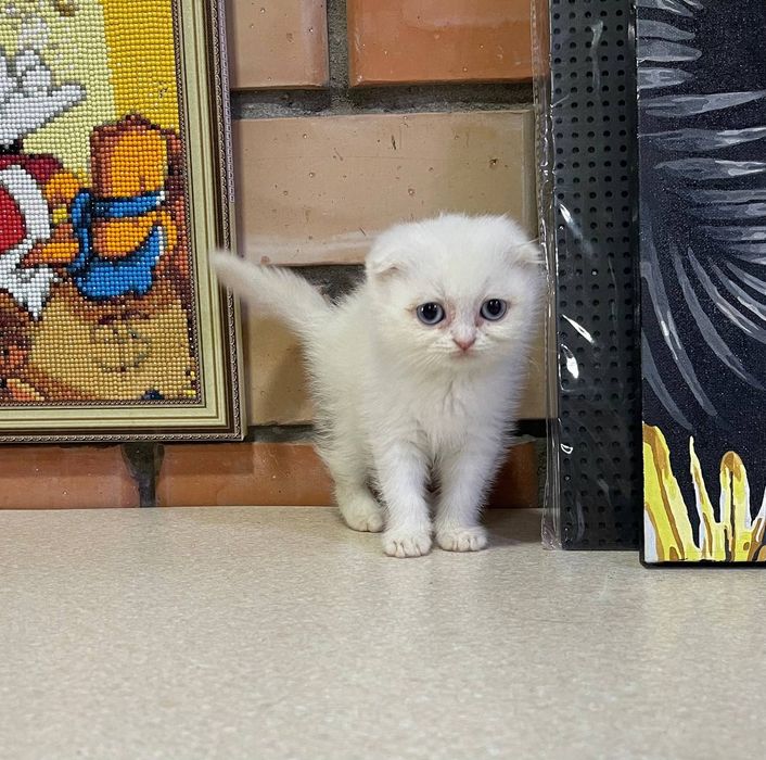 Котята скотиш страйт и фолд