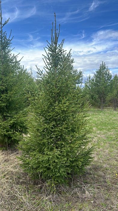 Ель елки сосна саженцы