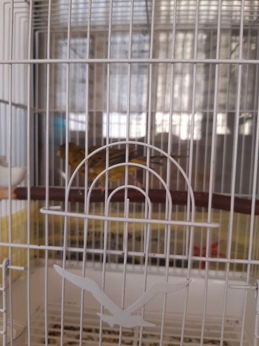 Продам Канарейку!