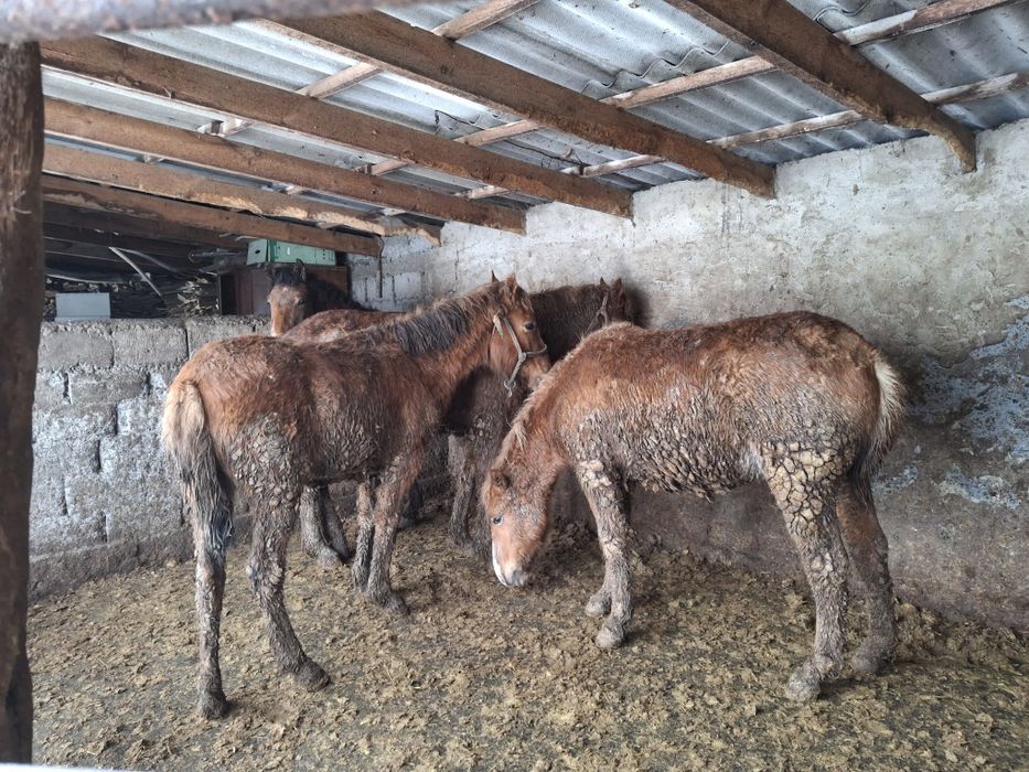 Уш байтал , бир кунан