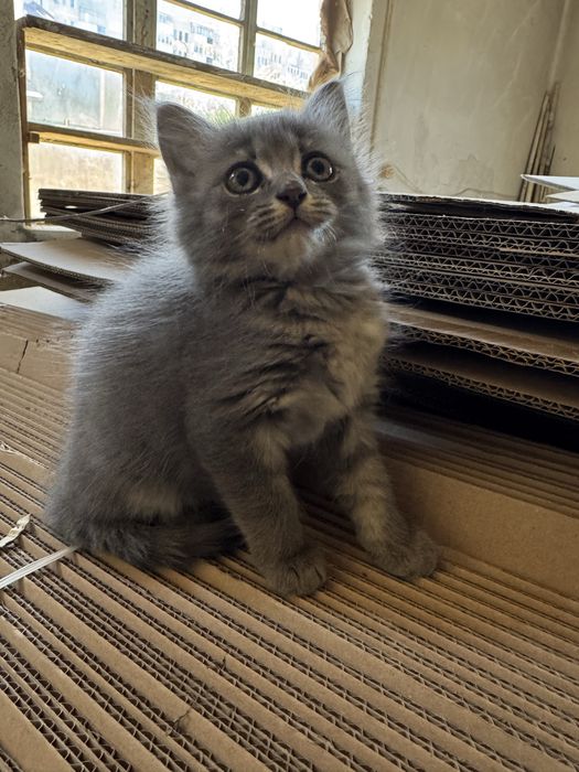 Подарява се малко сиво коте,момиче