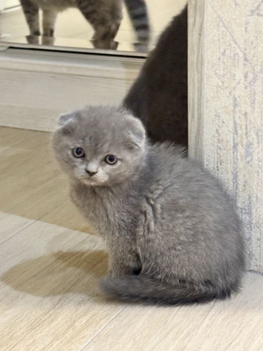 Продаются вислоухие котята