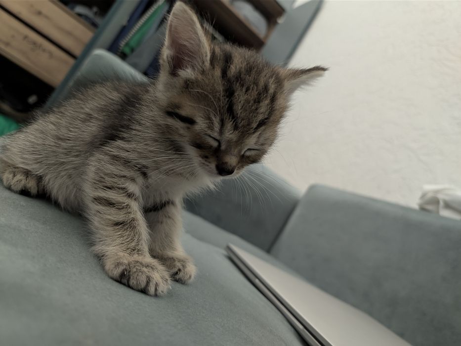 Отдаем котенка бесплатно девочка 1 месяц