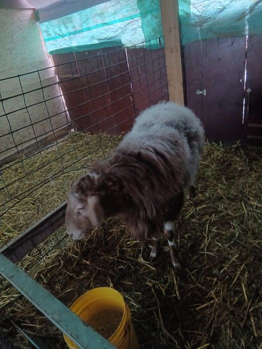 Отличный кошкар-производитель