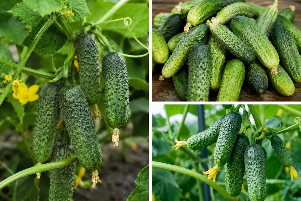 Castraveti de grădină!