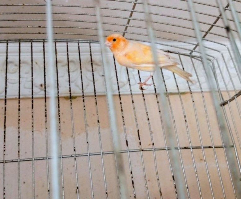 Канарейка кизил таййор ишлаган нар модалар бор