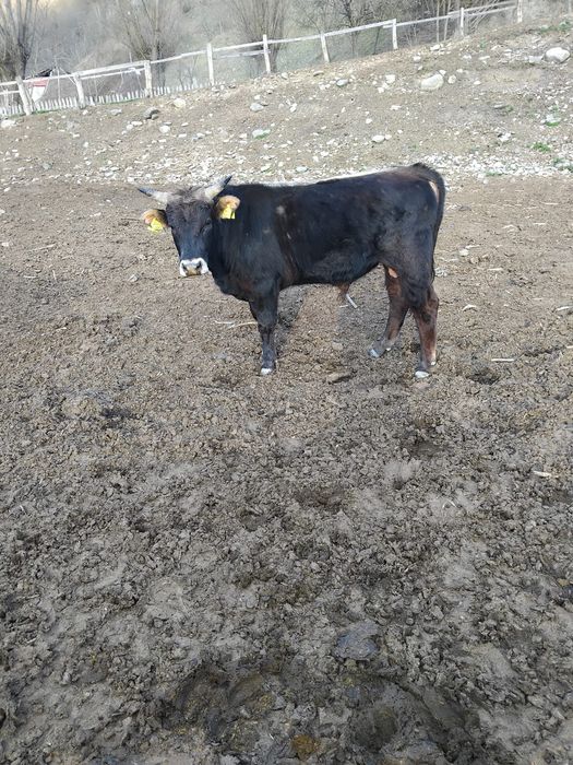 Taur și tăurași de vânzare