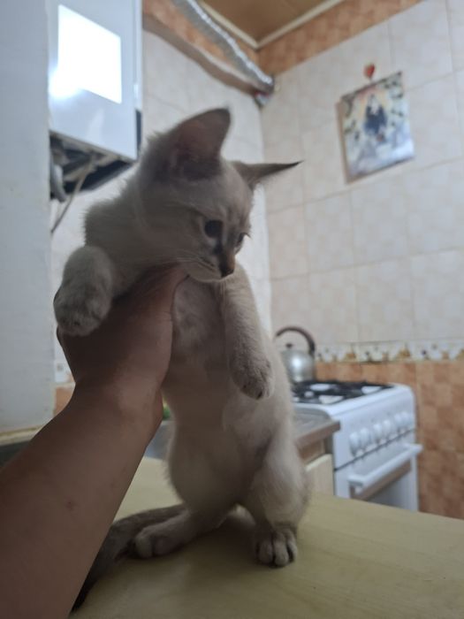 Котята антистресс бесплатно