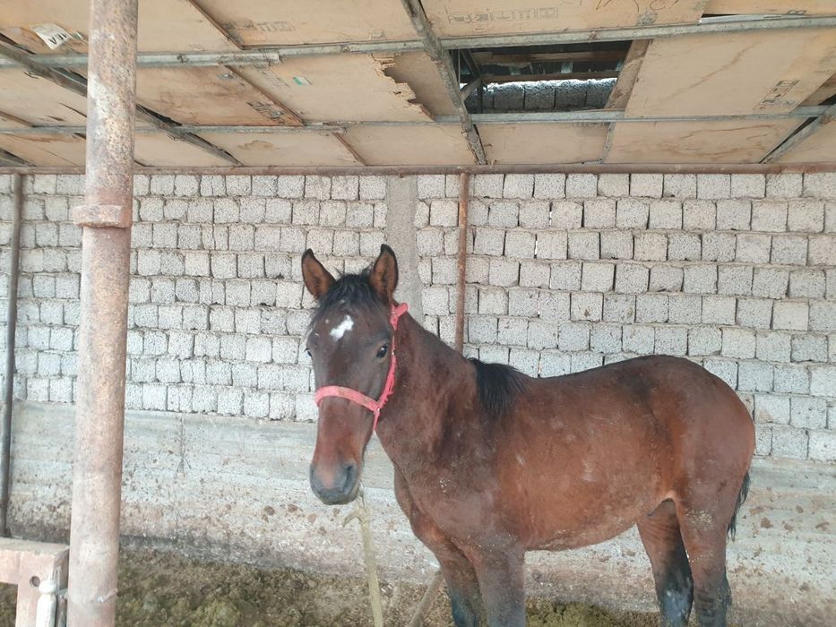 Киргиз той Лошадь