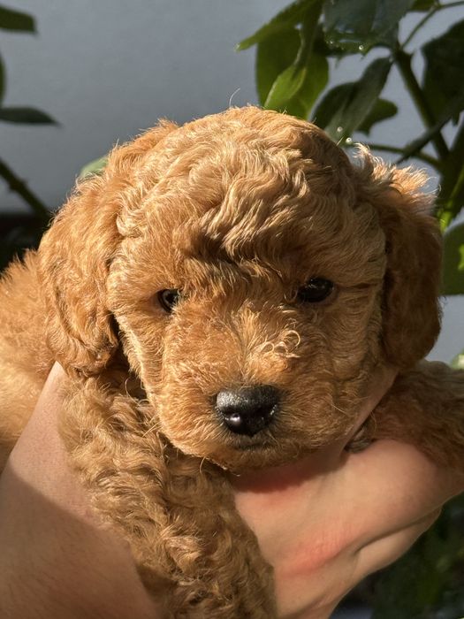 Toy poodle/Чистокръвни той пуделчета (черни и ред/априкот)