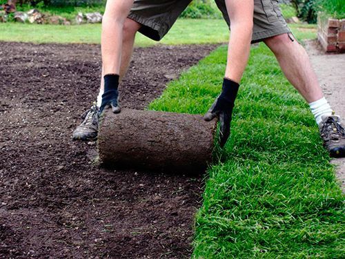 Европа в Махаллий туради манзарали дарахтлар