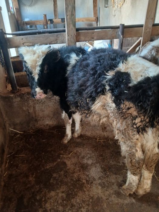 Бичоклар сотилади 1жасар шарва молдар