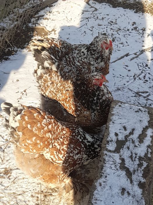 Vănd ouă brahma hd și brahma culoarea porțelan