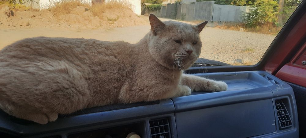 Mushuk sotiladi domashniy