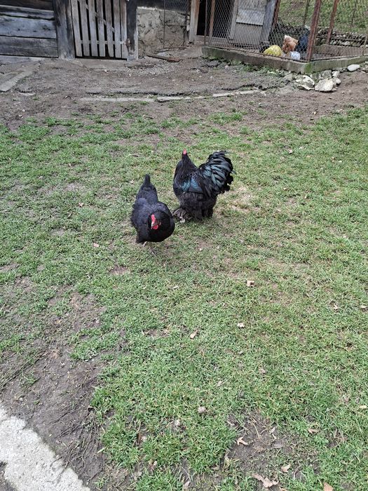 Vând cocosi diverse rase si culori