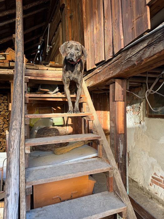 Plott hound женска на 1г и 5 месеца