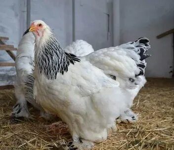 Brama tuxumlari sotiladi juja ochirish uchun