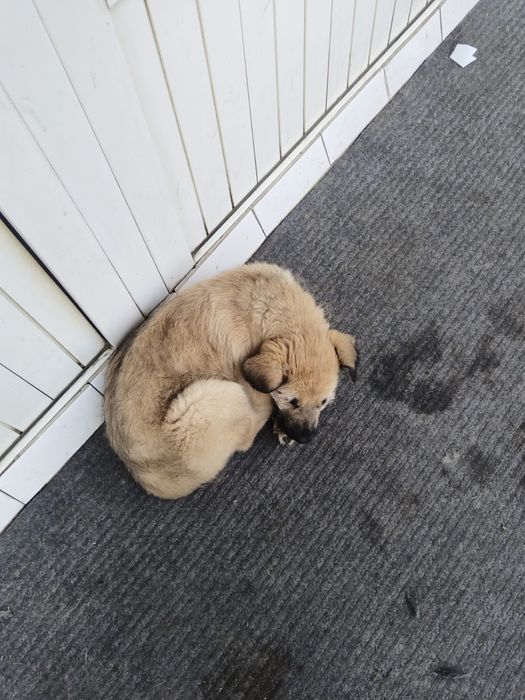 Собака шенки Актобе