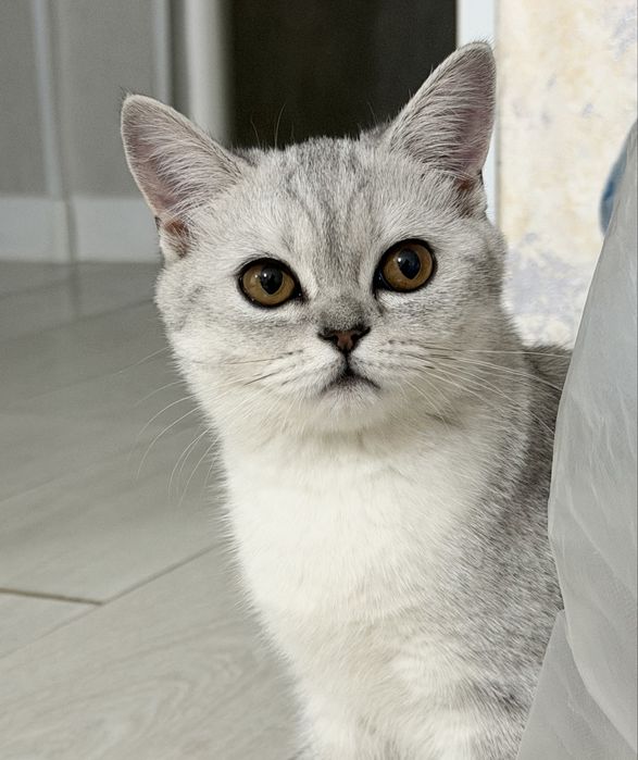 Котенок-девочка 4 месяца серебристая шиншилла