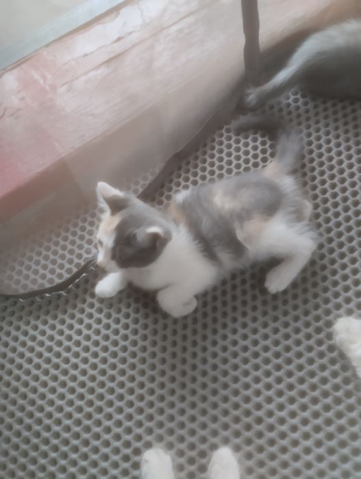 Отдам котят в хорошие руки