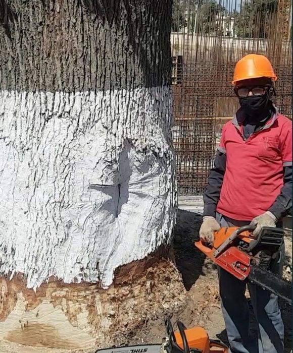 Benzopila xizmati Sadovnik bogʻ daraxtlarga shakl berish