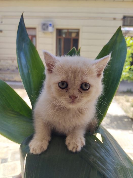 Мушукчалар Британский