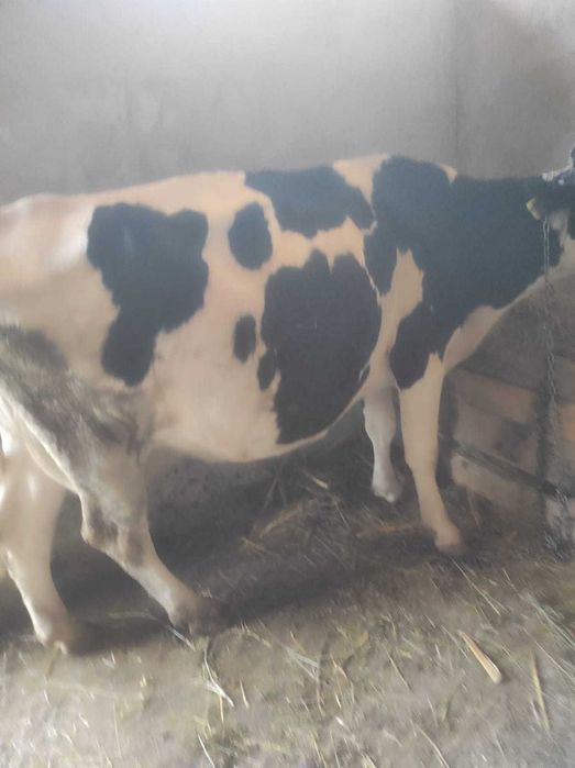 Vacă gestantă in patru luni și manzata de opt luni